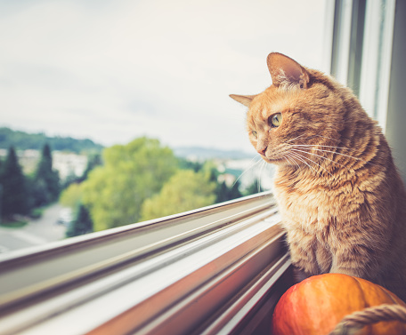 Cat portrait by the window.