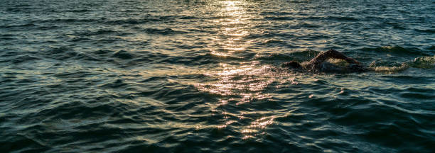 istock Man swimming in open water at sunset 1178367650