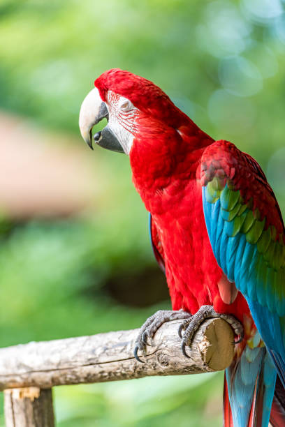istock a beautiful parrot on a stick with his eyes open 1178368997