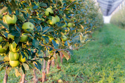 Ripe green apples at an orchard