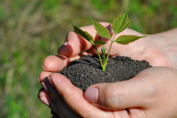 istock Hands holding young sprout in soil. 1178369557