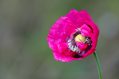 Poppies isolated on white background