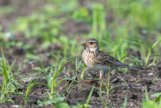 Eurasian skylark Eurasian skylark catching insects in a field. alauda stock pictures, royalty-free photos & images