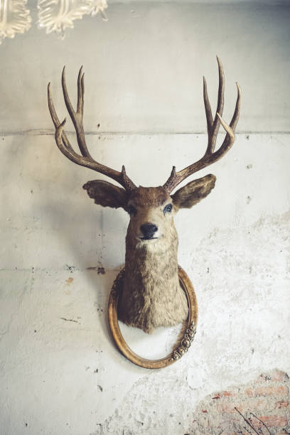 Deer head on the wall. Taxidermy animal of a deer head and vintage frame on the old rotten brick wall. Vintage style. Deer head on the wall. Taxidermy animal of a deer head and vintage frame on the old rotten brick wall. Vintage style. taxidermy stock pictures, royalty-free photos & images