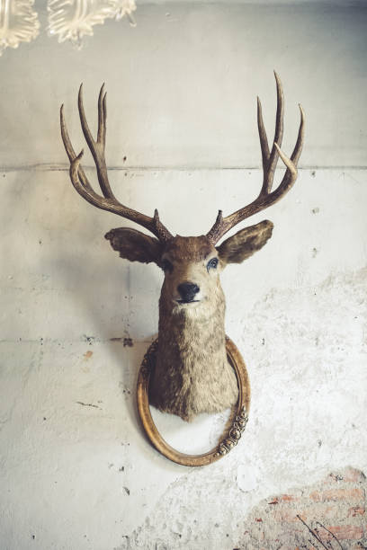 cabeça dos cervos na parede. animal taxidermia de uma cabeça de veado e moldura vintage na parede de tijolos podres de idade. estilo vintage. - deer stag wall animal head - fotografias e filmes do acervo