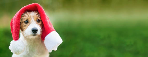istock Cute christmas pet dog with santa hat, web banner with copy space 1178371431