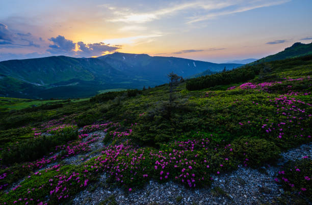istock Pink rose rhododendron flowers on summer mountain slope 1178372423