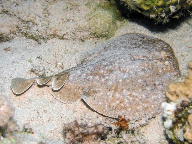 marbled torpedo ray (torpedo marmorata) - marmorata imagens e fotografias de stock