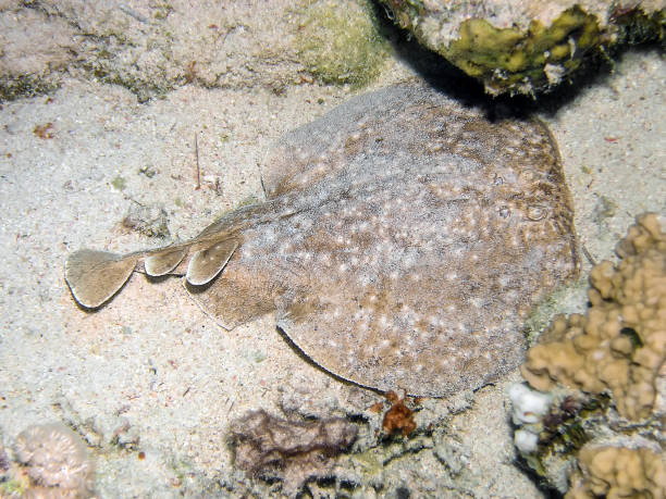 marbled torpedo ray (torpedo marmorata) - marmorata imagens e fotografias de stock