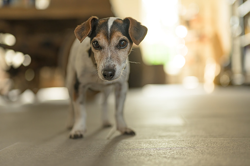 Little Jack Russell Terrier 13 years old is standing on tiles against blurred background