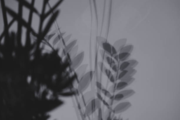 istock blurred defocused flower shadow on wall. nature background 1178374057