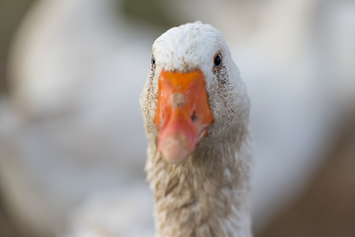 white goose on a meadow in front of green background. Portrait of neck head and beak.