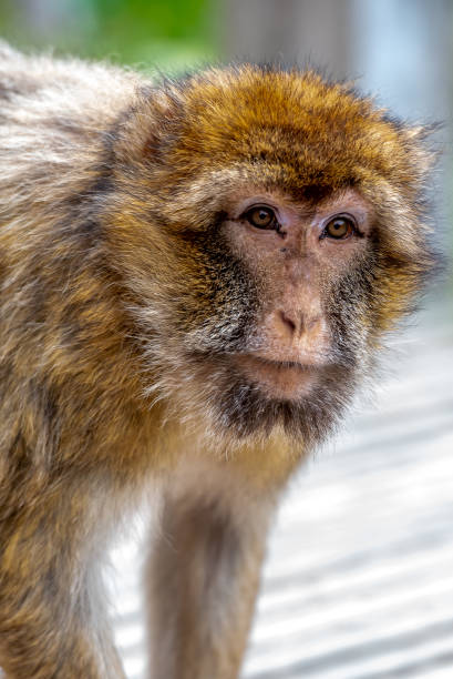 Barbary monkeys have a brownish-yellow fur and is looking with his great eyes Barbary monkeys have a brownish-yellow fur and is looking with his great eyes barbary macaque stock pictures, royalty-free photos & images