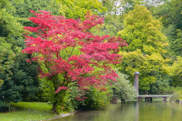 el árbol con follaje de color rojo crece en la orilla del arroyo en el parque de otoño - indiana summer lake tree fotografías e imágenes de stock