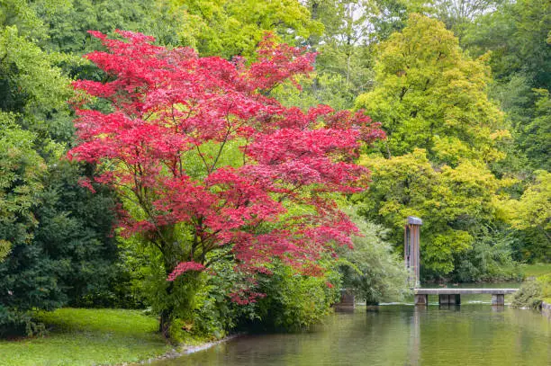 Photo of Tree with red colored foliage growing on shore of creek in autumn park