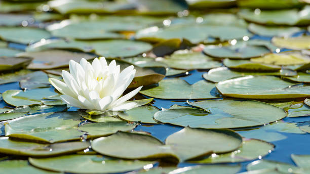 белый цветок лотоса и пышная листва в естественном озере - close up flower high contrast spring стоковые фото и изображения