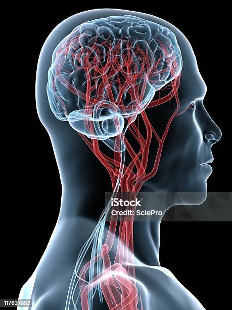 Cérebro Humano - Fotografias de stock e mais imagens de Cérebro humano - Cérebro humano, Órgão Interno Humano, Anatomia