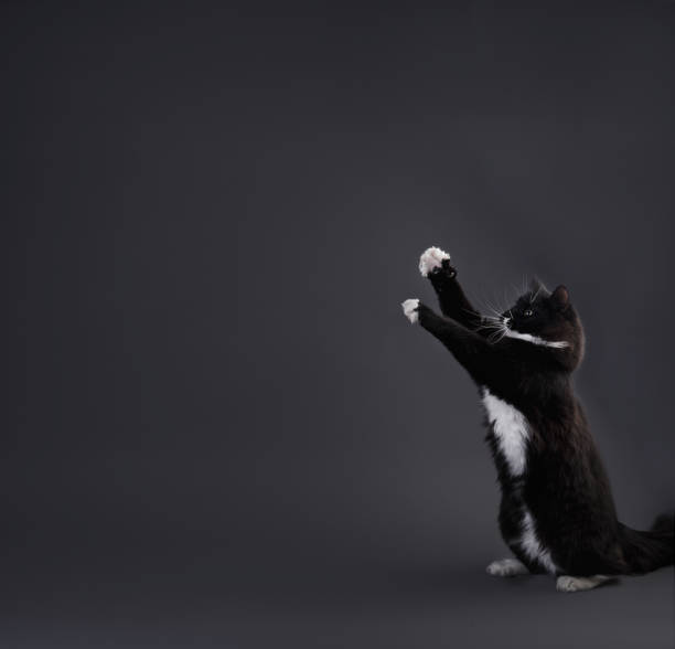 istock Portrait of Little gray kitten on grey background in studio 1178377027