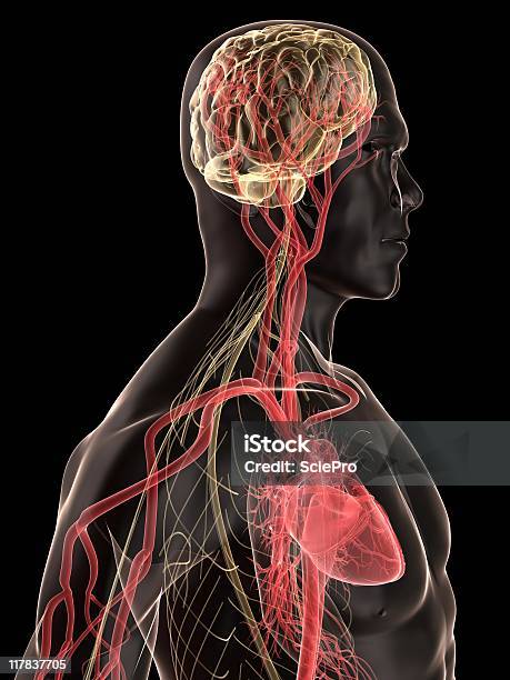 Human Brain Stock Photo - Download Image Now - Anatomy, Males, Biology