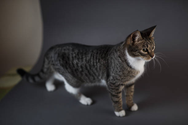istock Portrait of Little gray kitten on grey background in studio 1178377054