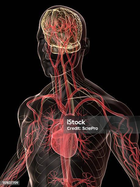 Cervello Umano - Fotografie stock e altre immagini di Anatomia umana - Anatomia umana, Arteria umana, Biologia