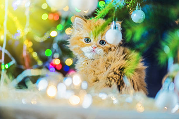 istock Little Christmas Cat 1178378368