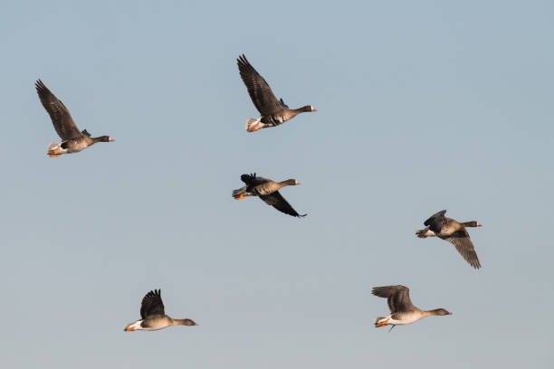 istock Flock of White-fronted Geese, Anser albifrons, flying 1178378389