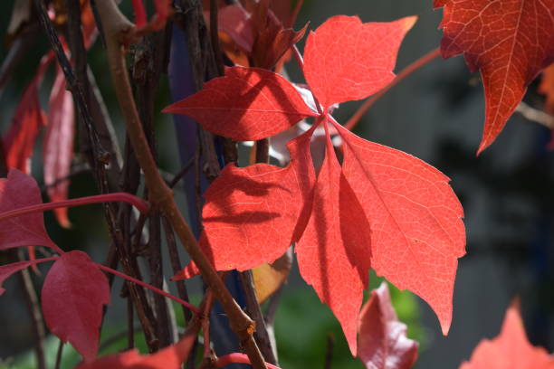 istock red leaves in autumn 1178379623