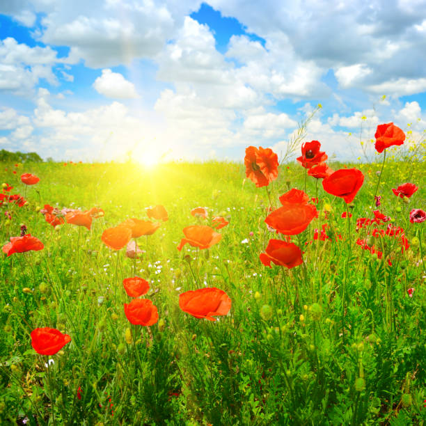 istock Landscape nice sunset over spring poppy field 1178379897