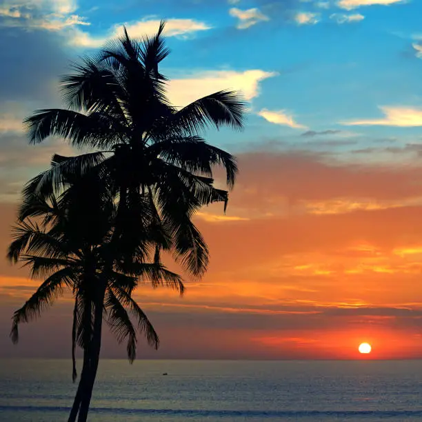 Silhouette coconutpalm tree against backdrop magnificent sunset over ocean