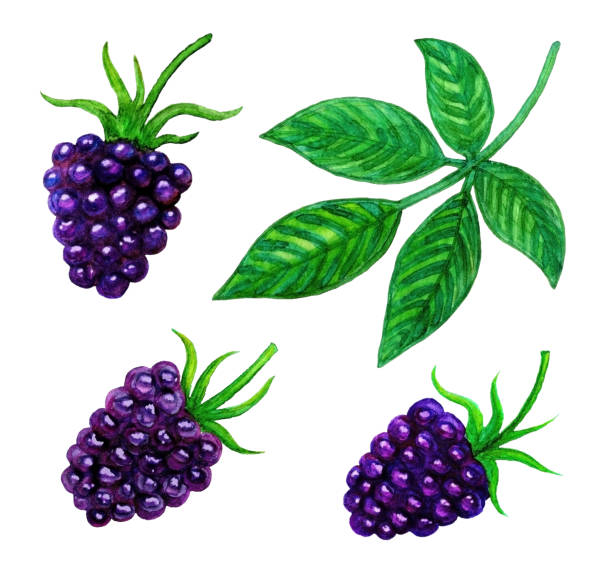 ilustrações, clipart, desenhos animados e ícones de blackberry. imagem da aguarela. - blackberry fruit mulberry isolated