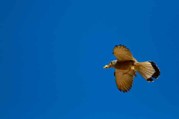 ptak drapieżny. latający ptak. błękitne niebo tła. sokół: mała pustułka. falco naumanni. - kestrel hawk beak falcon zdjęcia i obrazy z banku zdjęć