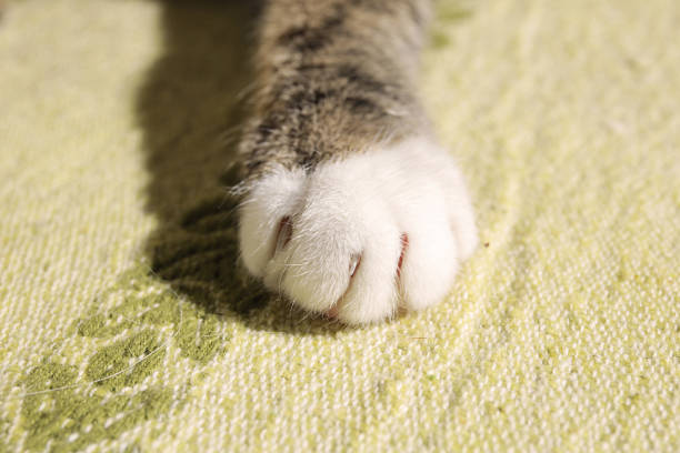istock Close up view a at a cute striped kitten paw 1178382543