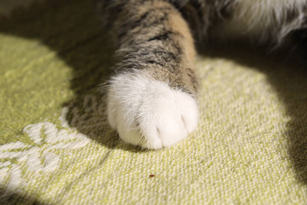 Close up view a at a cute striped kitten paw. Indoor shooting