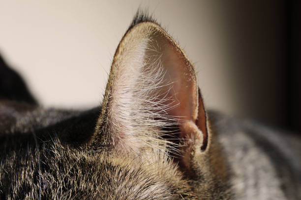 Close up view at striped kitten ear. Indoor shooting