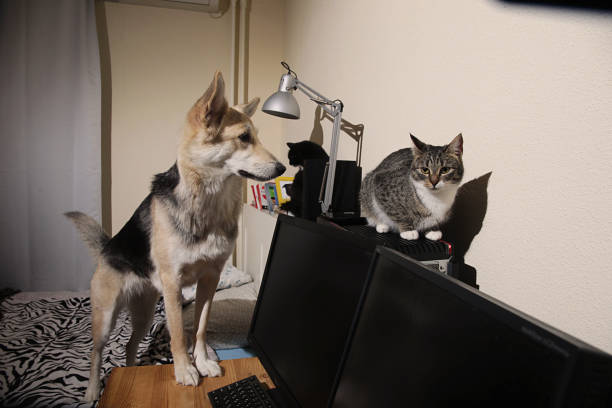 istock Curious dog wanna meet a kitten. Indoor 1178382628