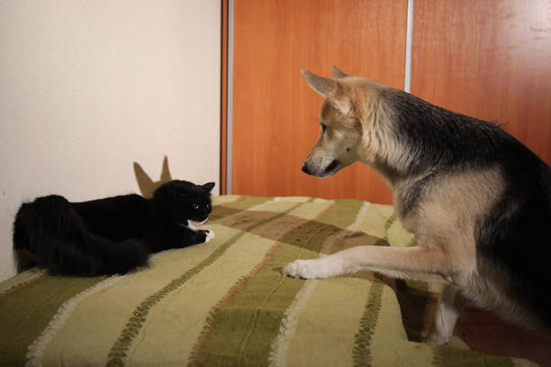 istock View at a cute mongrel dog chasing striped kitten. indoor 1178382649