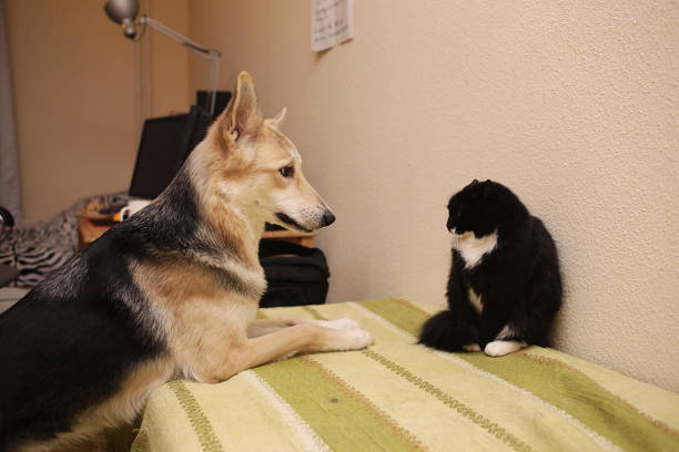 istock View at a cute mongrel dog chasing striped kitten. indoor 1178382654