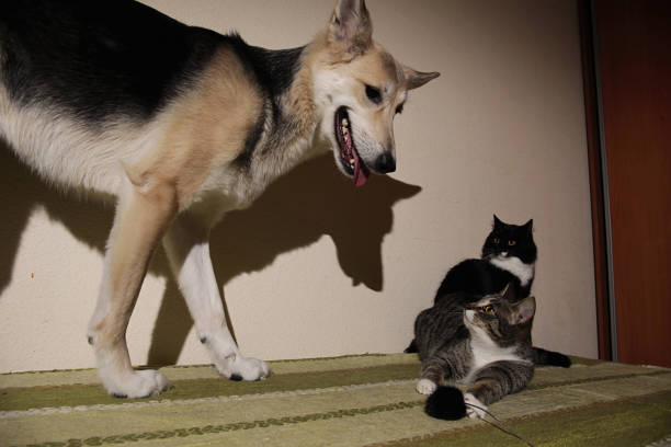 istock View at a cute mongrel dog chasing striped kitten. indoor 1178382662