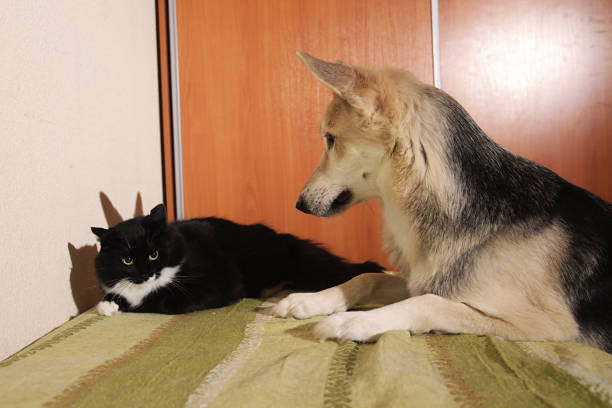 istock View at a cute mongrel dog chasing striped kitten. indoor 1178382670