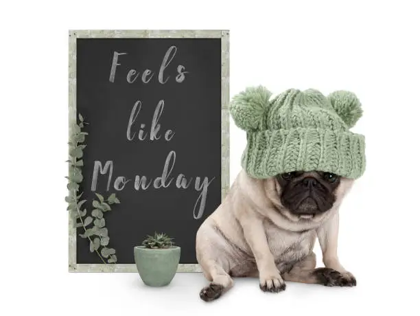 cute grumpy pug puppy dog with bad monday morning mood, sitting next to blackboard sign with text feels like monday, isolated on white background