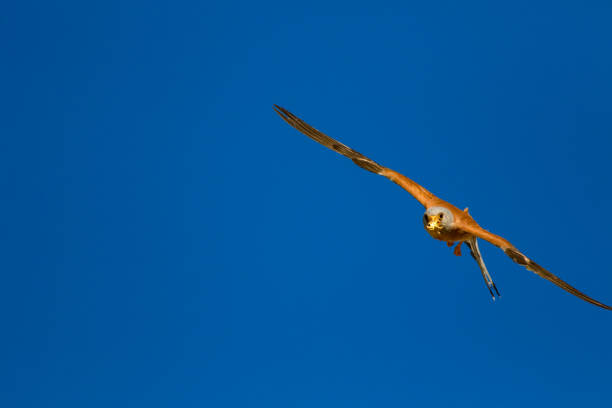 ptak drapieżny. latający ptak. błękitne niebo tła. sokół: mała pustułka. falco naumanni. - kestrel hawk beak falcon zdjęcia i obrazy z banku zdjęć