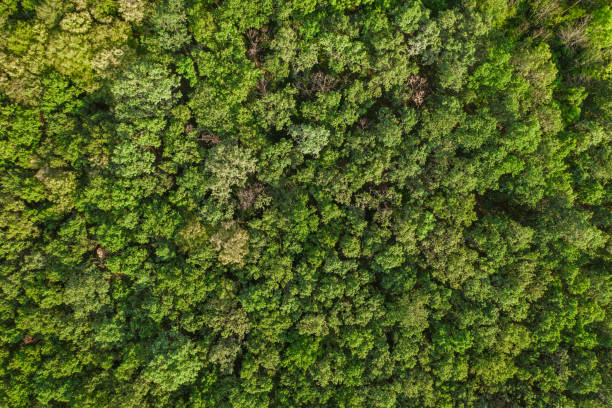 forêt aérienne de vue supérieure, texture de la vue de forêt d'en haut, vue de drone - mountain nature abstract forest swamp photos et images de collection