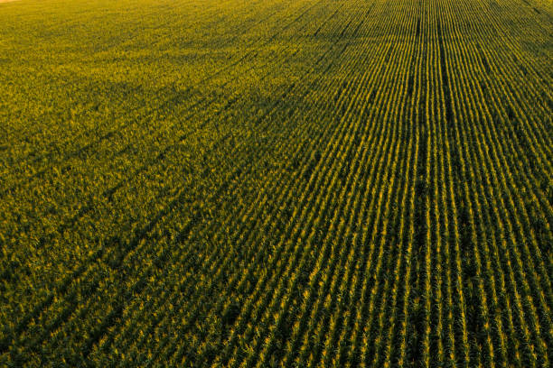 istock Aerial view of corn field. Pattern design concept with copy space, 1178384977