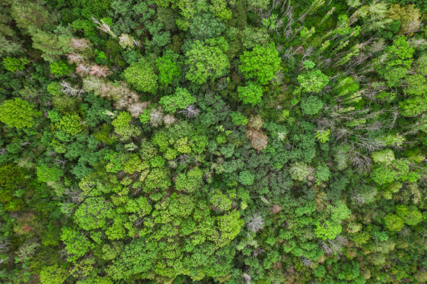 istock Aerial top view forest, Texture of forest view from above, drone view 1178385271