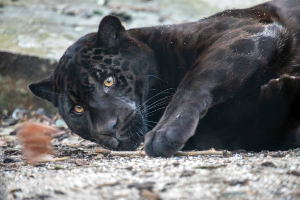 istock A young black jaguar portrait 1178385677