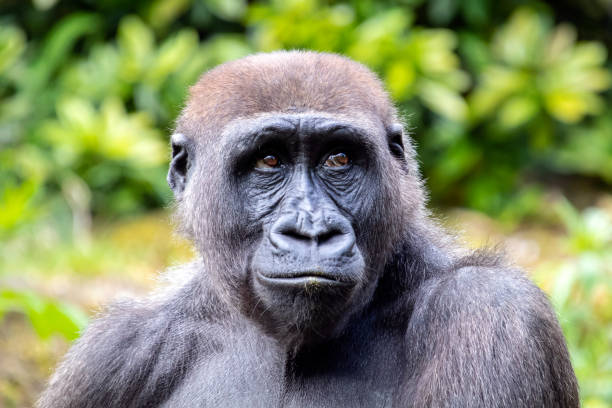 istock A young gorilla portrait in natural habitat 1178385712