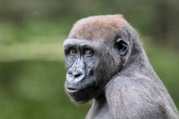 istock A young gorilla portrait in natural habitat 1178385740