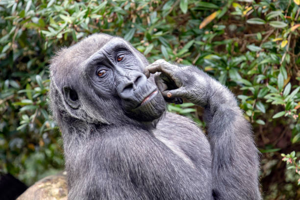 istock A young gorilla portrait in natural habitat 1178385767