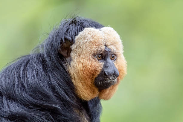 istock Close up view of white faced monkey 1178385803